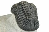 Pedinopariops Trilobite - Mrakib, Morocco #287699-4